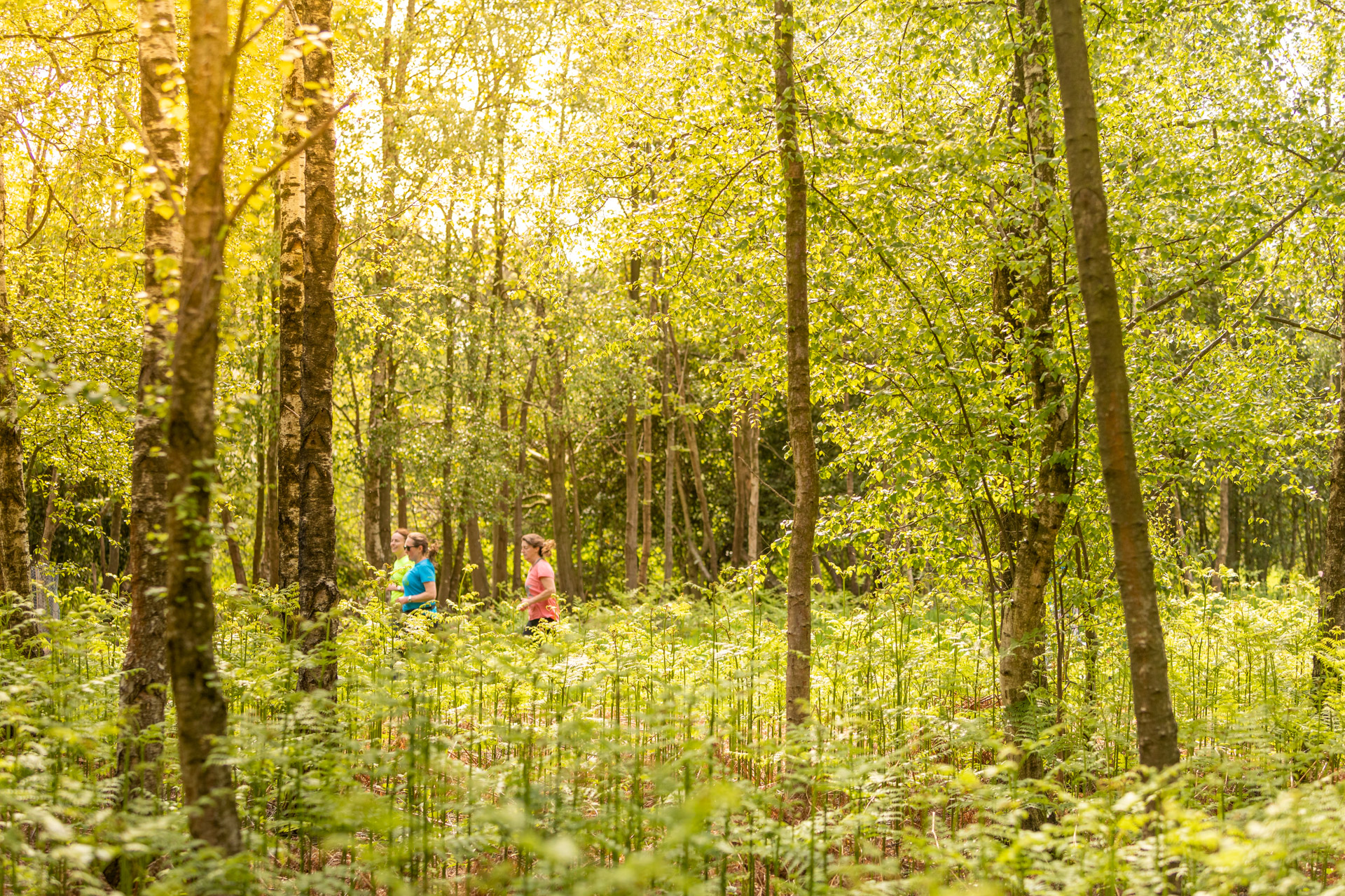 Forest Running: Embracing the Outdoors at Bedgebury