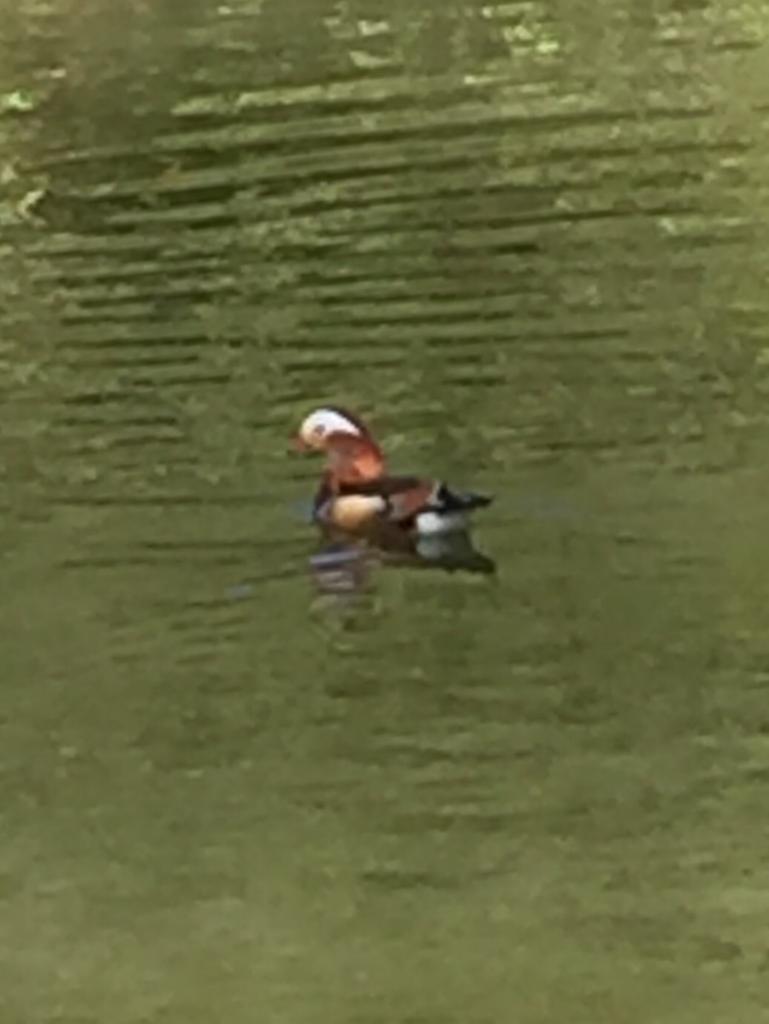 BFR Newsletter 28.07.20