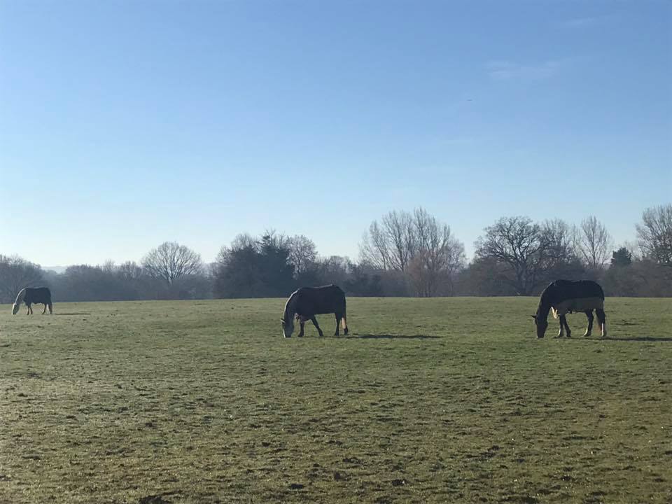 Bookham Plodders (run/walk) - Monday 9.15am