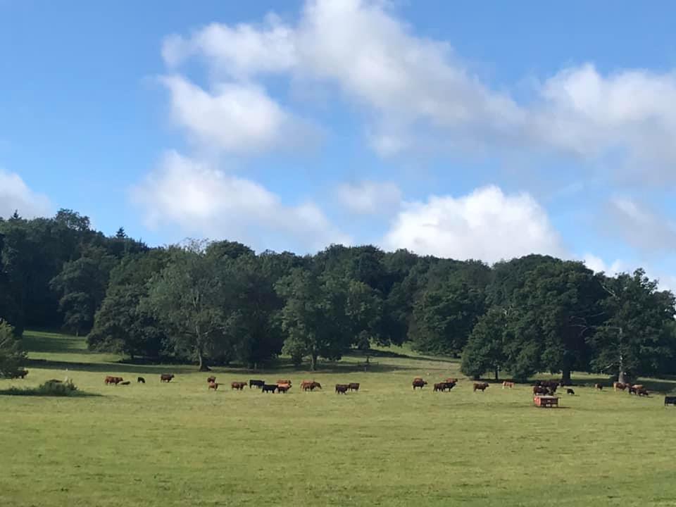 Bookham Build Me Up Buttercup (long loop) - Tuesday 7.10pm