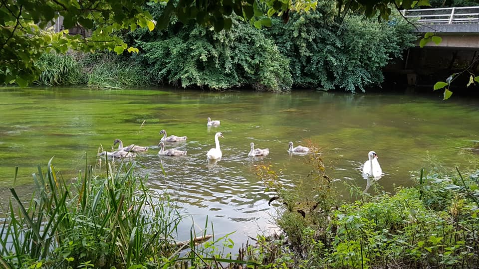 Leatherhead Plodders (run/walk) - Wednesday 7.30pm