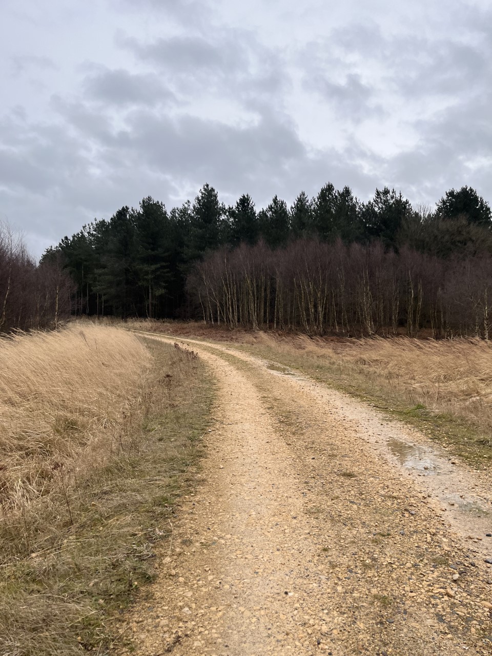 Christmas Eve Trail Marathon and Half Marathon - Bury St Edmunds